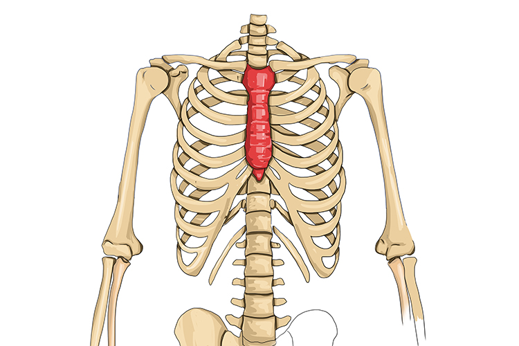 The sternum in the chest forms the rib cage protecting all vital organs